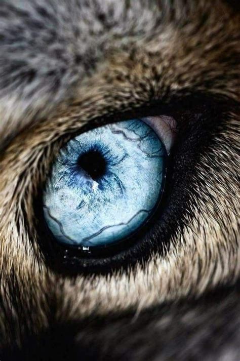 Beautiful Wolves, Beautiful Eyes, Wolf Spirit, Spirit Animal, Beautiful ...