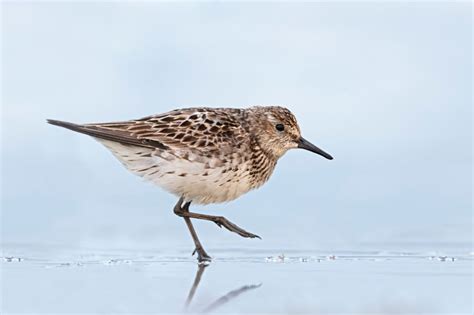 Bird Lore: White-rumped Sandpiper - My Edmonds News