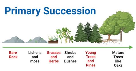 Primary Succession: Stages, Examples, Importance