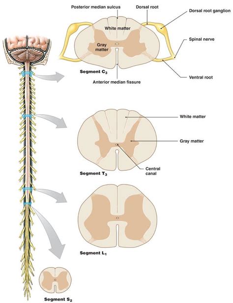 Spinal Cord Cross Section Labeled - Spinal Cord Anatomy Structure ...