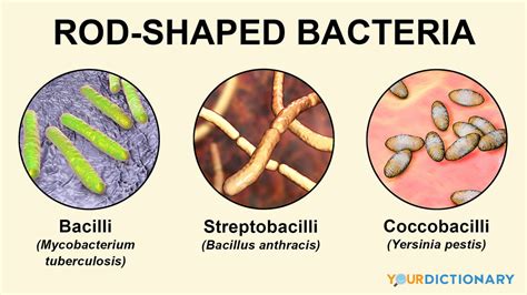 Examples of Bacteria: Types and Infections | YourDictionary