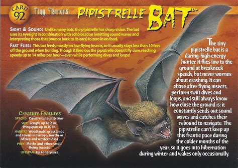 Pipistrelle Bat | Wierd N'wild Creatures Wiki | FANDOM powered by Wikia