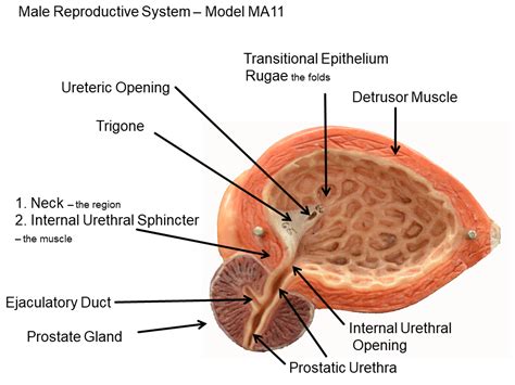 image showing the male urinary bladder - model MA11 - medial - labeled ...