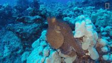 Camouflage World Octopus Day GIF - Camouflage WorldOctopusDay Sea ...