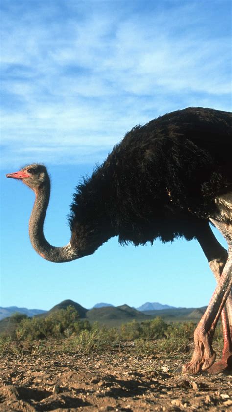 Largest birds in the world