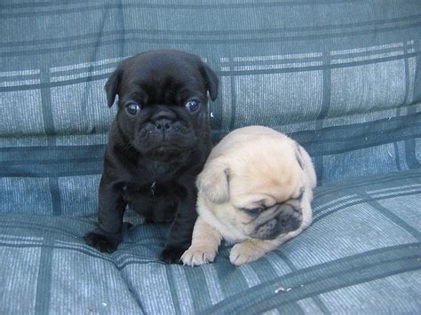 Japug’s ( 3/4 pug 1/4 Japanese Chin) | Japanese chin puppies, French bulldog puppies, Pets