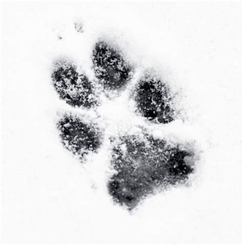 What Do Coyote Tracks Look Like: Identification & Pictures