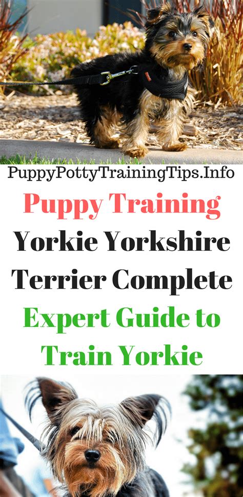 Puppy Training Yorkie Yorkshire Terrier, Complete Expert Guide to Train Yorkie - Puppy Potty ...