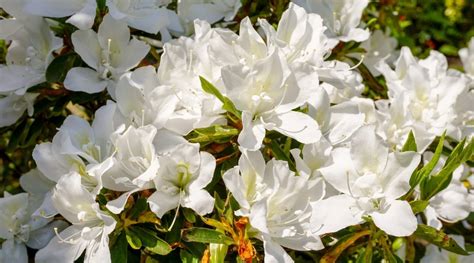 15 Dwarf Azalea Varieties For Compact Planting Spaces