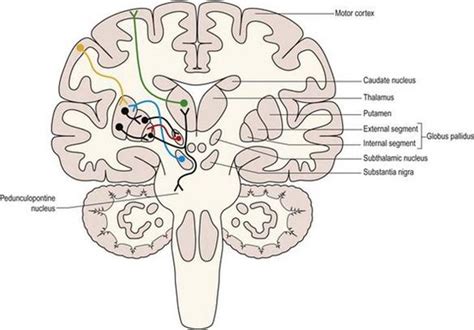 Ventral Striatum Diagram