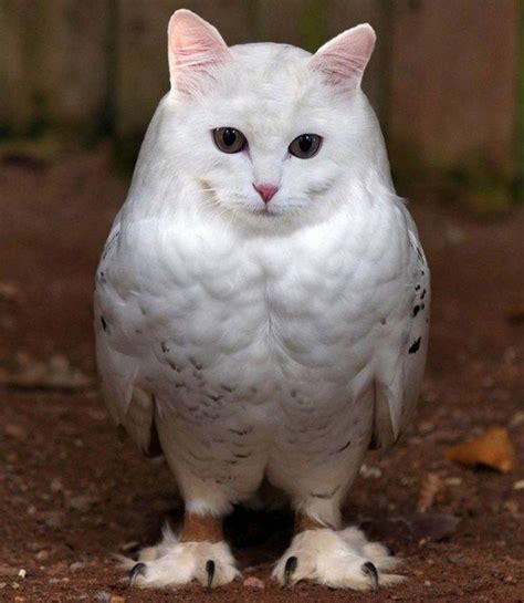 chouettes à tête de chat - 2Tout2Rien | Funny animal photos, Animal mashups, Owl cat