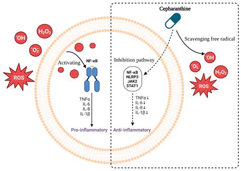 Molecules | Free Full-Text | Pharmacological Activity of Cepharanthine