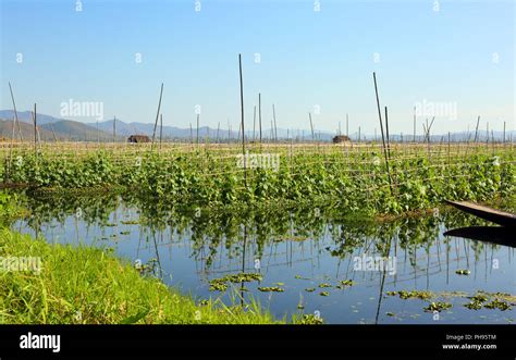 Floating gardens on Inle Lake in Myanmar Stock Photo - Alamy