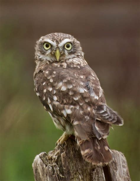 Matt's Photos: Little Owl