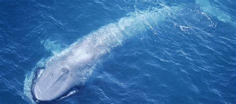 Pygmy blue whales visit SA's waters - Good Living