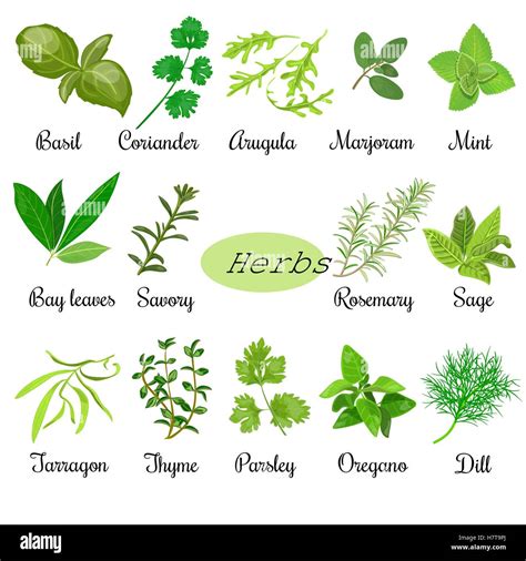 List of raw culinary herbs hi-res stock photography and images - Alamy