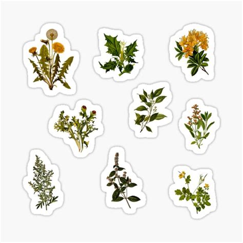 "Vintage Botanical pack" Sticker for Sale by Ranp | Redbubble