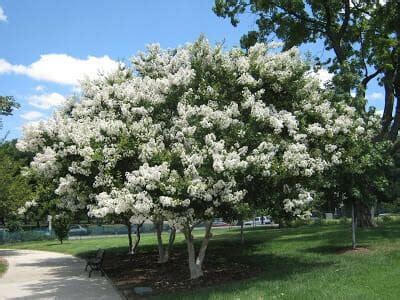 Lagerstroemia 'Acoma' Crepe Myrtle 16" Pot - Hello Hello Plants