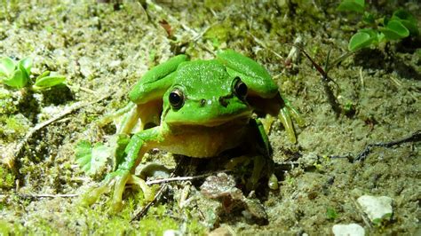 European Tree Frog | MarkEisingBirding