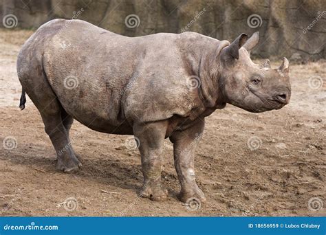 Black Rhinoceros baby stock image. Image of baby, land - 18656959