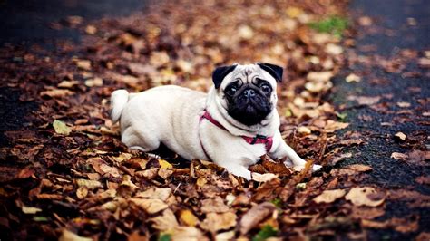 Fall Pug Wallpaper Pug Dog Fall Leaves Wallpaper - Fall Wallpaper