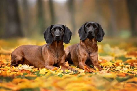 Bavarian Mountain Hound - FurLyfe!