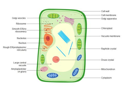 Free Editable Biology Diagram Examples | EdrawMax Online