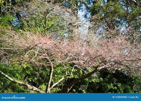 Cherry Blossoms in Japanese Tea Garden Stock Photo - Image of march ...