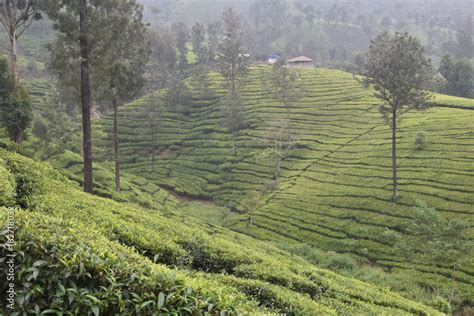 Tea Gardens in India Stock Photo | Adobe Stock