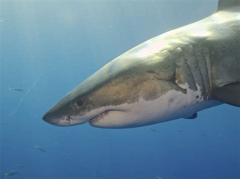 Great White Shark | Elias Levy | Flickr