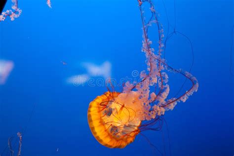 Bright Orange Jellyfish with Deep Blue Background. Stock Photo - Image of animal, sting: 24976012