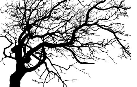 Twig Clip art Portable Network Graphics Tree Transparency - dark png clipart png download - 1422 ...