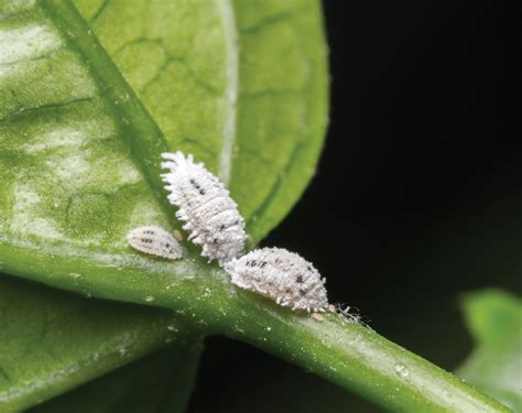 Mealybugs - The Sun-Gazette Newspaper