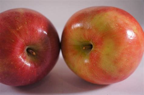 Free picture: fruit, agriculture, antioxidant, apple, apples, calorie, color, delicious