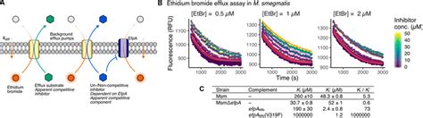 Validating EfpA as the target of BRD-9327 using an EtBr efflux assay.... | Download Scientific ...