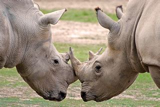 Locking horns? | White Rhino's - Taronga Western Plains Zoo … | Flickr