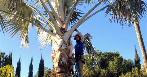 Palm Tree Trimming Phoenix | PV Trimmers