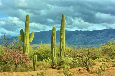 Saguaro Cactus Arizona Photograph by Nancy Jenkins - Pixels