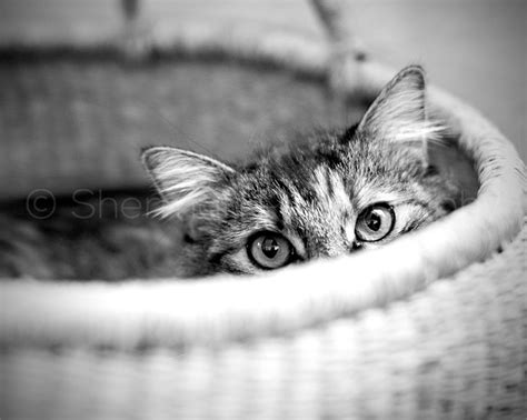 Cat Photography Black White Cat Eyes Print Home Decor Black and White ...