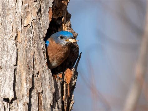 Eastern Bluebird Nesting (Behavior, Eggs, Location + FAQs) | Birdfact