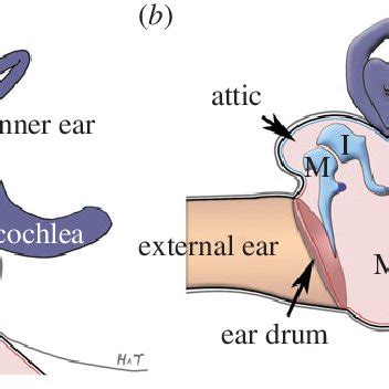 Anatomy of the middle ear. (a) Schematic of a sauropsid (bird, lizard)... | Download Scientific ...