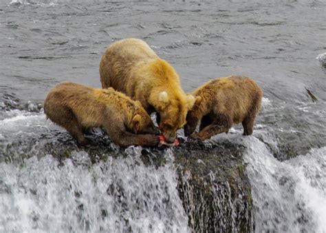 Cheapest Way to Visit Brooks Falls in Katmai National Park - Andrea ...