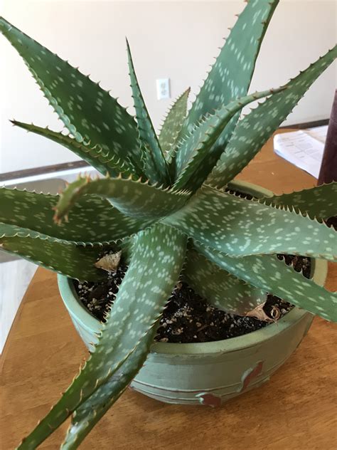 Aloe (Aloe) | North Carolina Extension Gardener Plant Toolbox