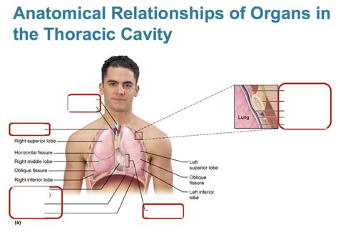 Organs in the Thoracic Cavity Diagram | Quizlet