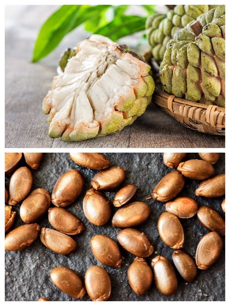 15 Seeds - SUGAR APPLE Sweetsop Custard Apple Annona Squamosa Sweet ...