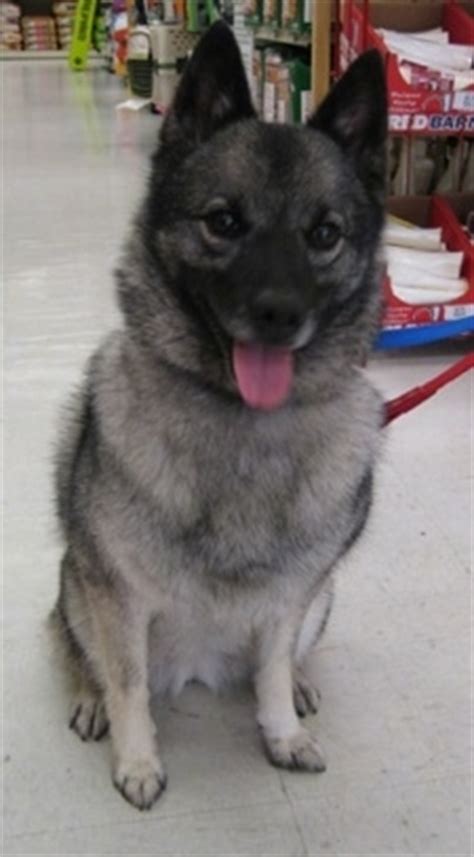 Elkhound Keeshond Mix