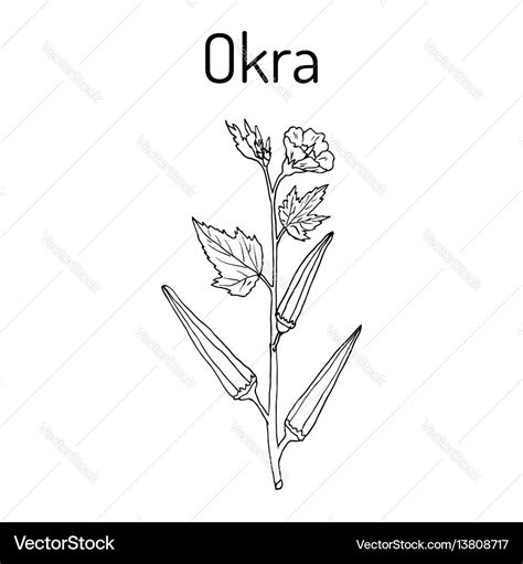 Okra abelmoschus esculentus or lady finger plant Vector Image