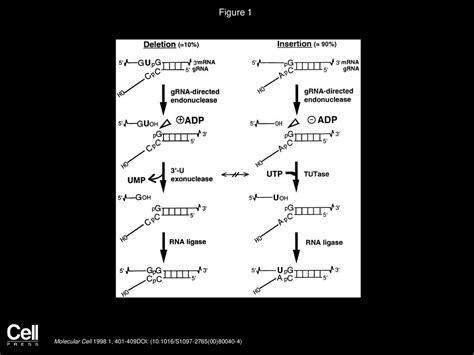 Volume 1, Issue 3, Pages (February 1998) - ppt download