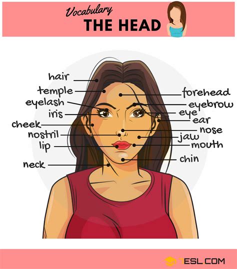 Parts of the Face: Useful Face Parts Names with Pictures • 7ESL | Vocabulary, English vocabulary ...