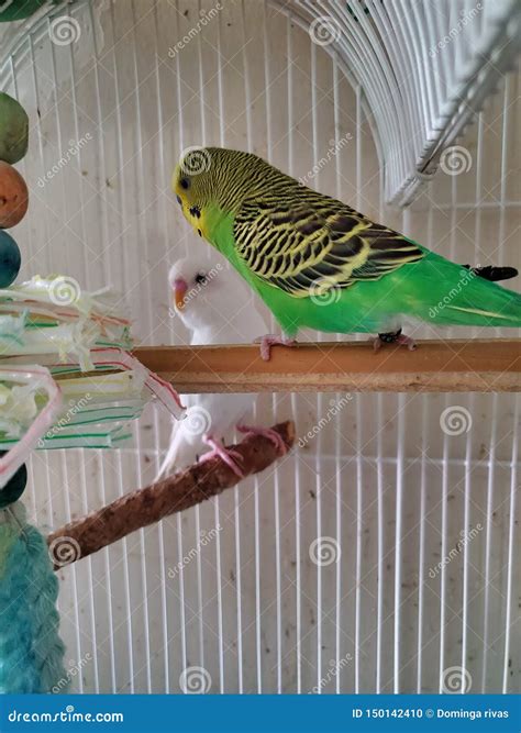 Green parakeets stock photo. Image of green, nature - 150142410